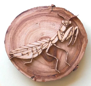 Nice ASPEN Wood PREYING MANTIS Insect/Animal WALL PLAQUE/MOUNT 4"-5" Diameter - Picture 1 of 9