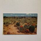 A Field Of Barrel Cactus - The Bloom Throughout New Mexico..Old Postcard