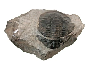 Devon Scabriscutellum hammadi Trilobit Jbel Oufatene Fezzou Marokko W40-1 - Picture 1 of 3