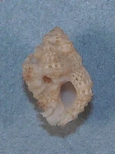 MUREX TETRAGONA 13.19mm BEAUTIFUL SPECIMEN Mactan Island, Philippines - Picture 1 of 2