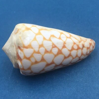 #1 Conus marmoreus 54.8mm Rare Golden Form Noumea Harbor, New Caledonia - Image 1 of 4
