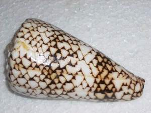 CONUS BANDANUS MONSTER - Imagen 1 de 2