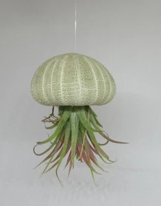 Seeigel m. Tillandsia ionantha var. red Marble -Luftpflanzen Zimmerpflanzen Deko - Bild 1 von 3