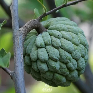 Annona squamosa 7 seeds. Sugar Apple Seeds - Picture 1 of 8