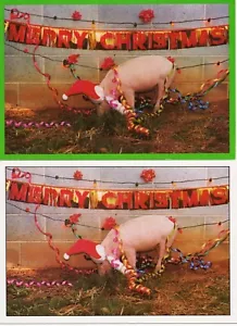 2 Merry Christmas Swine/Pig with Santa Hat Cards Photo by George Dudley ©1980 - Picture 1 of 6