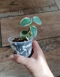 Hoya Cumingiana Albo Variegated - Picture 1 of 5