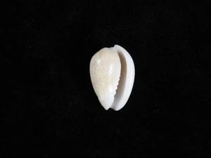 Sea Shell Persicula persicula 19mm ID#9412 - Picture 1 of 2