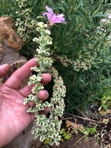 RARE VARIEGATED COMPACT PELARGONIUM GERANIUM FRESH LIVE PLANT 3 X 6" CUTTINGS - Picture 1 of 12