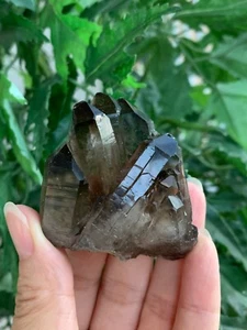 Grade A++ Smoky Quartz Cluster, 1.5-4 Inch Smoky Quartz Crystals, Pick A Size - Picture 1 of 12