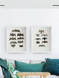 Set of 2 Natural History 19th Century Bats Flying Mammals Prints Picture Posters - Picture 1 of 4