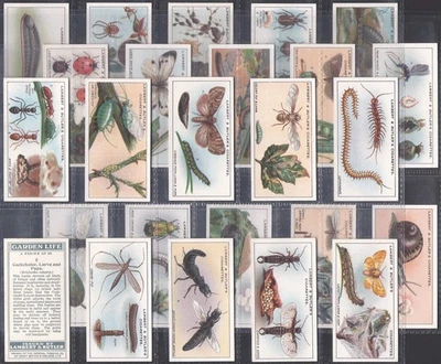 LAMBERT & BUTLER-FULL SET- GARDEN LIFE 1930 (25 CARDS) EXCELLENT - Image 1 of 4