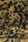 Cheetah Agate Rock Slabs (6) Lapidary Cabbing Rough