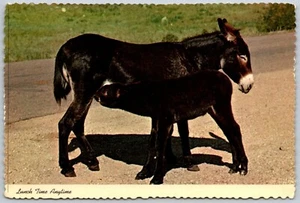 Postcard Black Burro with Foal Lunch Time Anytime Cute Donkeys - Picture 1 of 2