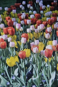 50 Blumenzwiebeln Tulpen, Triumph Mischung,Frühlingsblüher 2026 - Bild 1 von 1