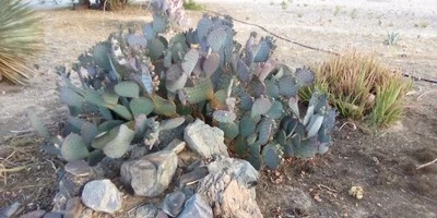 Purple Cactus (Opuntia santarita) Prickly Pear Fruit Rare, Fast, Hardy-Zone 7 - Image 1 of 4