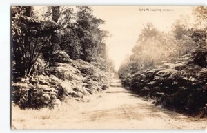 Tree Ferns on Hilo Road to Kilauea Volcano~RPPC Postcard Hawaii National Park-H1 - Picture 1 of 4