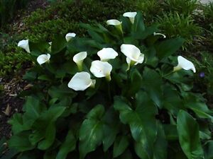 Bare root 5 x HARDY CROWNBOURGH  ARUM LILY plants Perennial garden//pond plant