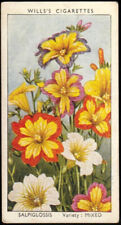 Cigarette Card - Wills - Garden Flowers 1939 #40 Salpiglossis *S328*