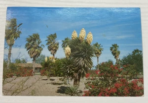 Vintage Postcard South Texas Spanish Dagger Palms Bougainvillea Citrus - Picture 1 of 4