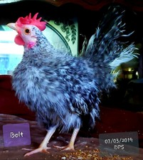 Poultry Bantam Hatching Eggs For Sale Ebay