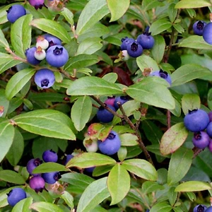 Tela Food Festival Blueberry Bush 100 % algodón por yarda - Imagen 1 de 1