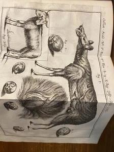1755 Akademische Sammlung Band III; Medizin - Bild 1 von 8