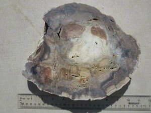303  PETRIFIED WOOD, 6.7 # & OVER 9".   GREAT DISPLAY.  FROM OLD TIME ROCK SHOP - Picture 1 of 4