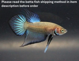 Thailand Live Betta Fish Pet Fancy Wild Plakat Spender Black Blue Male Men Boy A - Picture 1 of 20
