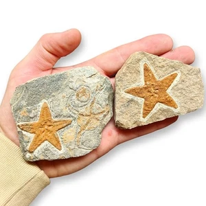 STELLA MARINA FOSSILE - Foto 1 di 1