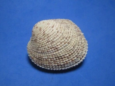 Periglypta reticulata (Linnaeus,1758) "HAWAIIAN WATERS!" (50.0mm) - Image 1 of 4