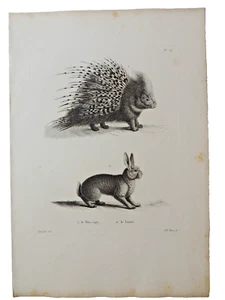 Gravure sur cuivre de Huet XVIIIe. Le Porc Epic, le lièvre - Picture 1 of 1