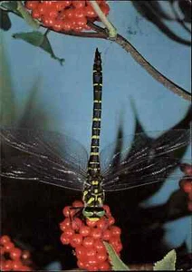 Jugendherbergswerk Motiv Tiere Animal Insekt QUELLJUNGFER 1968 color Postkarte - Picture 1 of 2