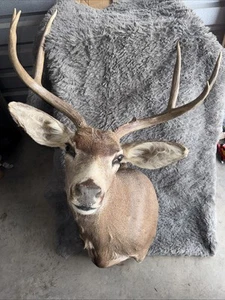 Mule Deer Shoulder Mount Taxidermy Large Antlers Rustic Cabin Decor - Picture 1 of 8