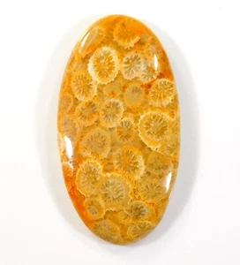 48.CT RAÍZ FÓSIL NATURAL CORAL CABUJÓN OVALADO PIEDRA PRECIOSA FOSILIZADA BH=0275 - Imagen 1 de 7