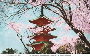 Vintage Postcard 1910's Five-Storied Pagoda in Ueno Park at Cherry Blossoms JPN - Picture 1 of 2