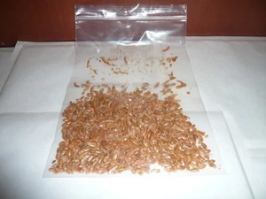 50 ml Bachflohkrebse Gammarus Fischfutter , Futter Nagetiere   (49,80€/L) - Bild 1 von 1