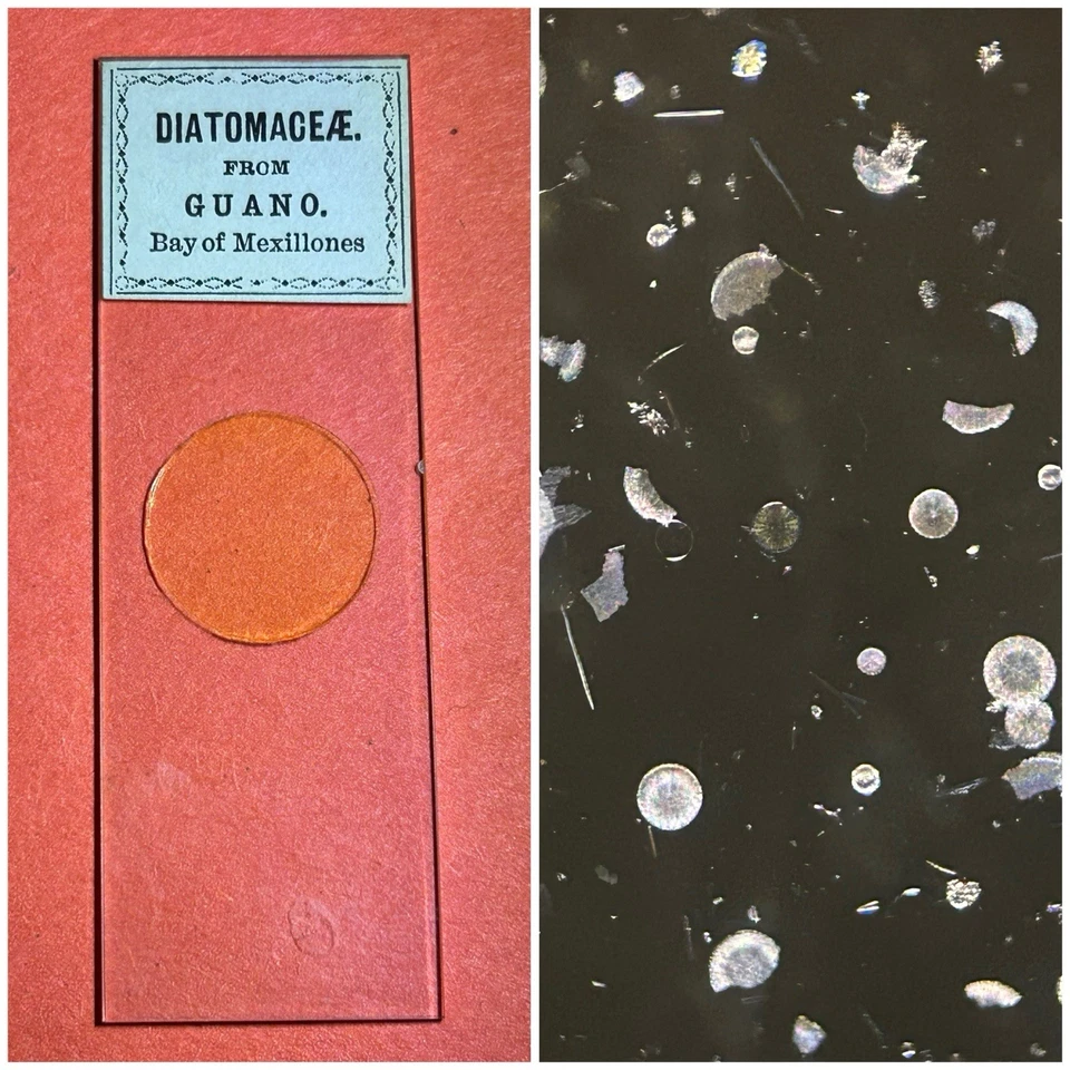 Antique Diatom Microscope Slide. Diatoms From Guano Bay Of Mexillones. - Image 1 of 1