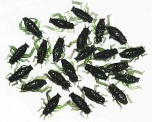 2 Packungen Forelle Barsch grüne Grillen Insektenköder 40 Stück NEU - Bild 1 von 3