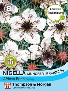 Jungfer im Grünen 'African Bride' - Nigella papillosa, Landhausgarten Samen 8460 - Bild 1 von 2
