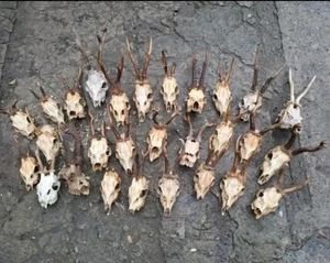 Set - 28 Roe Deer Roebuck Deer Skulls Antlers Deer Skull Anatomy Taxidermy  - Picture 1 of 3