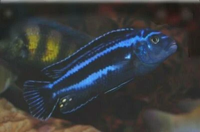 MELANOCHROMIS MAINGANO AFRICAN CICHLID 1.5 TO 2" - Image 1 of 4