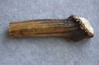 REAL RED DEER ANTLER SECTION WITH BURR / CROWN SECTION / FOR A KNIFE HANDLE