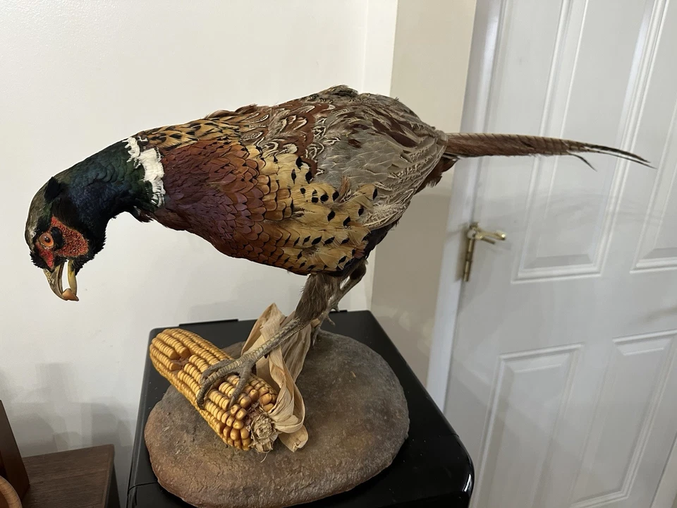 Inusual Vintage Cuello Anillo Faisán Comer Maíz con Maíz en Boca Taxidermia Montaje Foto 1 de 4