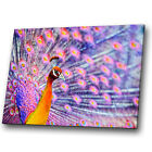 Animal Canvas Prints Framed Wall Art Photo Picture Peacock Pink Feather Blue