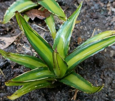 Agave yellow Rhino Middle White Var Rooted  about 10cm  succulent  - Image 1 of 4