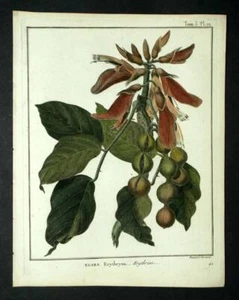 L'ERYTHRINA gravure estampe botanique illustration originale de 1792 - Imagen 1 de 3