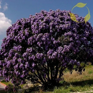 TEXAS MOUNTAIN LAUREL Sophora Secundiflora - 10 SEEDS - Picture 1 of 5