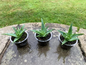 3 x Indoor House/Office Aloe Arborescens Plant - Appx 17 cm - Picture 1 of 2