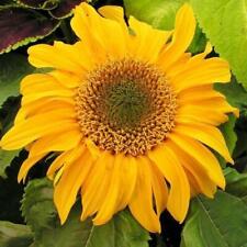 75 Dwarf Sunflower Seeds â€˜Incredibleâ€™ Flower Helianthus annuus + Gift