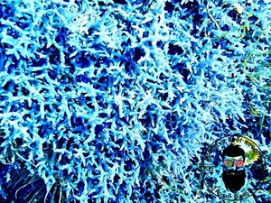 1/2 cup Blue Hypnea (Hypnea pannosa) Macro Algae Marine Saltwater Plant - Picture 1 of 1